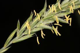 Attēlu rezultāti vaicājumam “Elytrigia repens flower”
