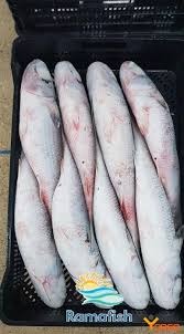 Image result for Liza aurata