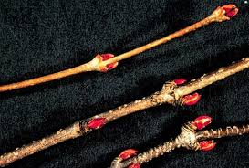 Attēlu rezultāti vaicājumam “Cercidiphyllum japonicum fruit”