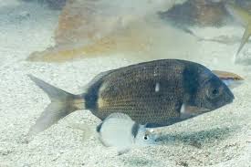 Image result for Diplodus vulgaris
