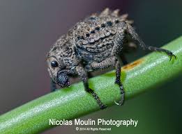 Image result for Brachycerus undatus