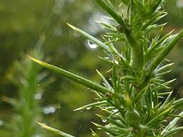 Attēlu rezultāti vaicājumam “Hordelymus europaeus leaf”