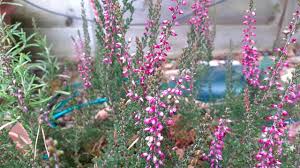 Attēlu rezultāti vaicājumam “Calluna vulgaris bud”