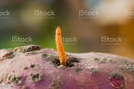 Attēlu rezultāti vaicājumam “Elateridae larva”