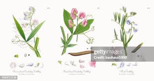 Attēlu rezultāti vaicājumam “Lathyrus sylvestris bud”