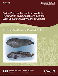 Image result for Anarhichas denticulatus