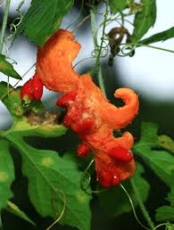 Attēlu rezultāti vaicājumam “Carlina biebersteinii fruit”