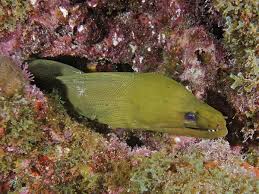 Image result for Gymnothorax funebris