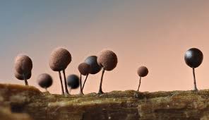 Attēlu rezultāti vaicājumam “Comatricha alta young”