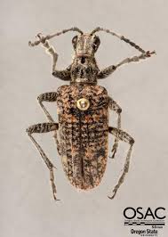 Attēlu rezultāti vaicājumam “Rhagium inquisitor”