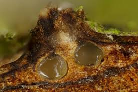 Attēlu rezultāti vaicājumam “Badhamia nitens macro”