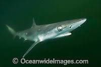 Image result for Rhizoprionodon terraenovae