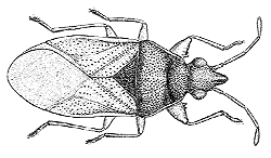 Attēlu rezultāti vaicājumam “Heteroptera”