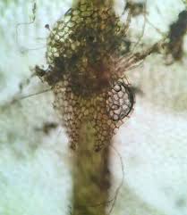 Attēlu rezultāti vaicājumam “Calypogeia muelleriana”