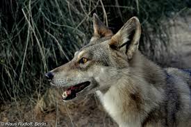Image result for canis lupus arabs