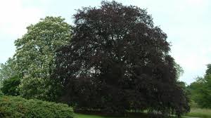 Attēlu rezultāti vaicājumam “Fagus sylvatica”