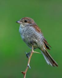 Attēlu rezultāti vaicājumam “Lanius collurio female”