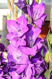 Attēlu rezultāti vaicājumam “Gladiolus imbricatus flower”