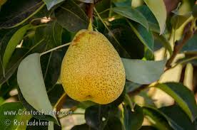 Attēlu rezultāti vaicājumam “Pyrus communis fruit”