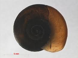 Attēlu rezultāti vaicājumam “Planorbis planorbis”