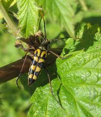 Attēlu rezultāti vaicājumam “Leptura annularis”