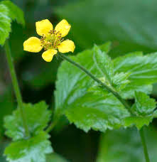 Attēlu rezultāti vaicājumam “Geum urbanum flower”