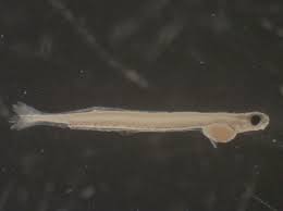 Image result for Alosa sapidissima