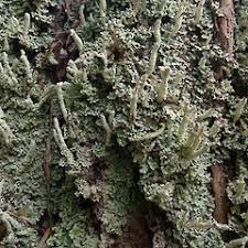 Attēlu rezultāti vaicājumam “Cladonia norvegica”