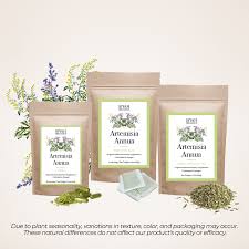 Image result for Artemisia annua