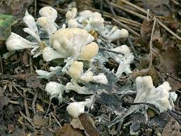 Attēlu rezultāti vaicājumam “Sebacina incrustans”