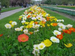 Image result for Papaver nudicaule