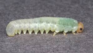 Attēlu rezultāti vaicājumam “Tenthredinidae”