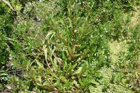 Attēlu rezultāti vaicājumam “Myosotis laxa subsp. baltica”