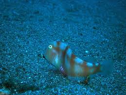 Image result for Xyrichtys novacula