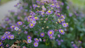 Image result for Aster amellus