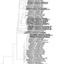 Attēlu rezultāti vaicājumam “Ophiostoma polyporicola”