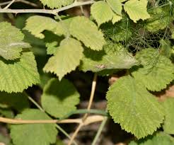 Attēlu rezultāti vaicājumam “Notocelia uddmanniana”