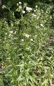 Attēlu rezultāti vaicājumam “Erigeron annuus flower”