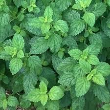 Image result for Melissa officinalis
