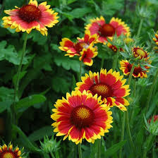 Image result for Gaillardia `Kobold`