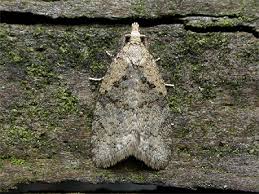 Attēlu rezultāti vaicājumam “Capua vulgana”