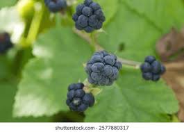 Attēlu rezultāti vaicājumam “Rubus caesius fruit”