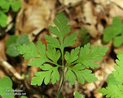Attēlu rezultāti vaicājumam “Geranium robertianum leaf”