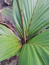 Attēlu rezultāti vaicājumam “Crepis paludosa leaf”