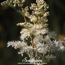 Attēlu rezultāti vaicājumam “Filipendula ulmaria  flower”