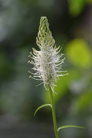 Attēlu rezultāti vaicājumam “Phyteuma spicatum bud”