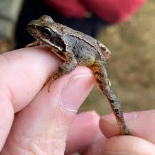 Attēlu rezultāti vaicājumam “Rana temporaria”