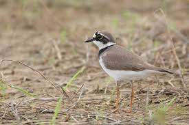 Attēlu rezultāti vaicājumam “Charadrius dubius adult”