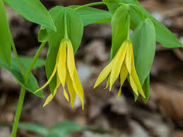 Attēlu rezultāti vaicājumam “Uvularia grandiflora flower”