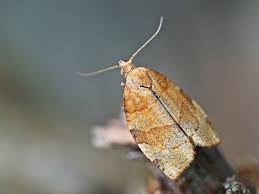 Attēlu rezultāti vaicājumam “Pandemis cinnamomeana”